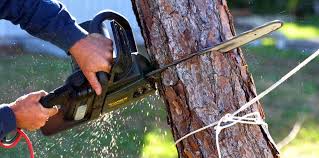Reliable Fletcher, OK Tree Services Solutions