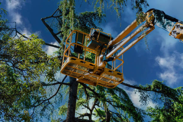 Best Aeration Services  in Fletcher, OK