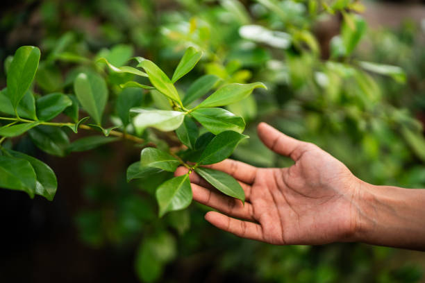 Best Tree Risk Assessment  in Fletcher, OK