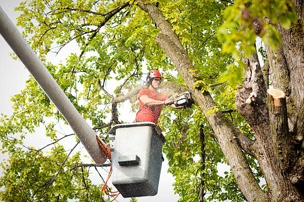 Best Tree Mulching  in Fletcher, OK